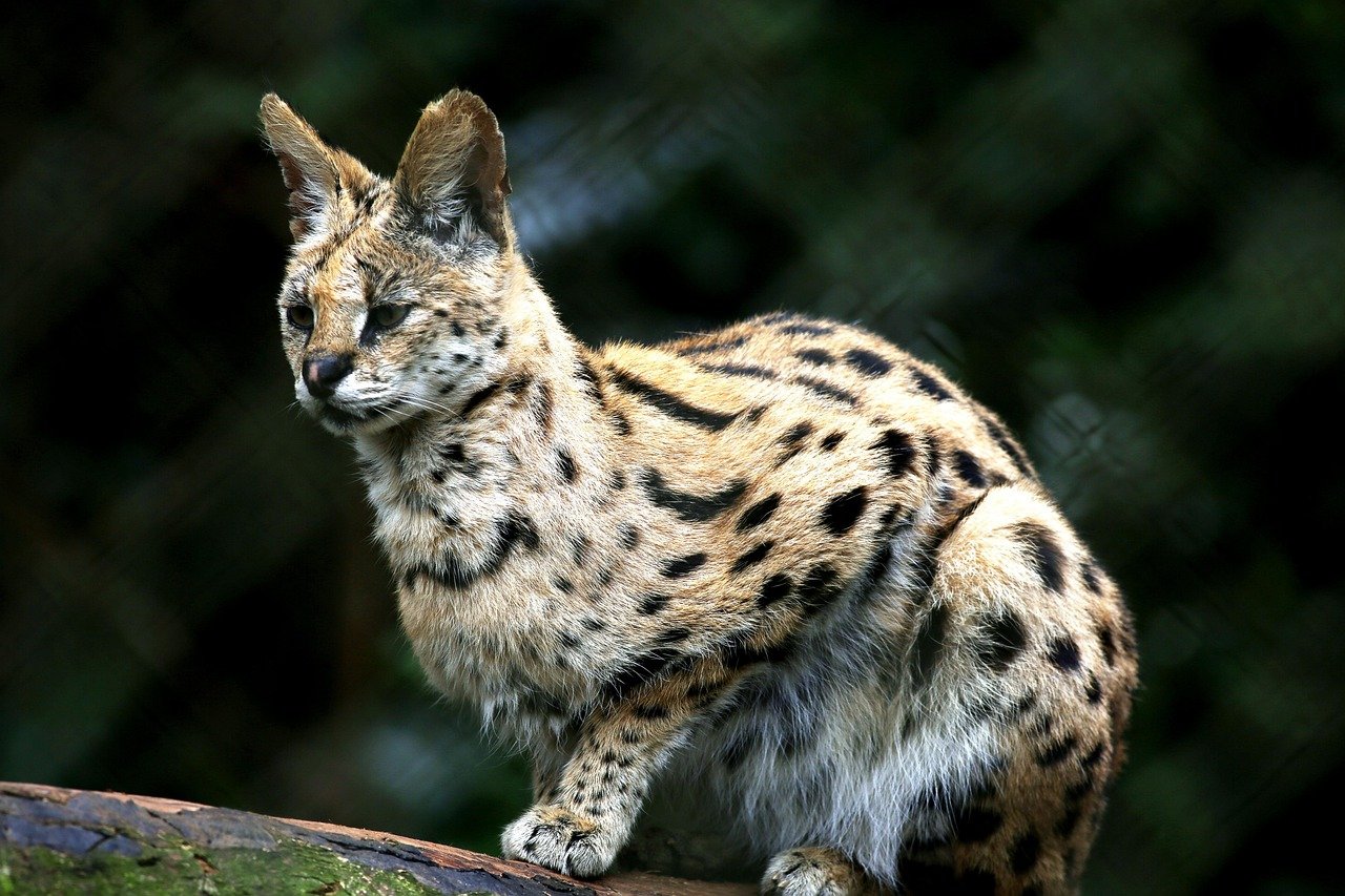 The Enigma of the Ocelot (image credits: pixabay)