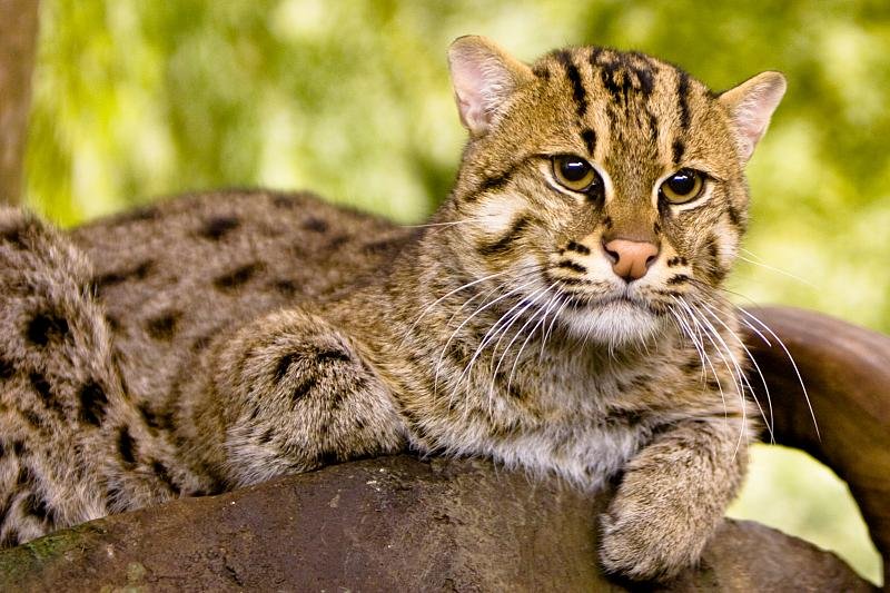 The Seclusion of the Fishing Cat (image credits: wikimedia)