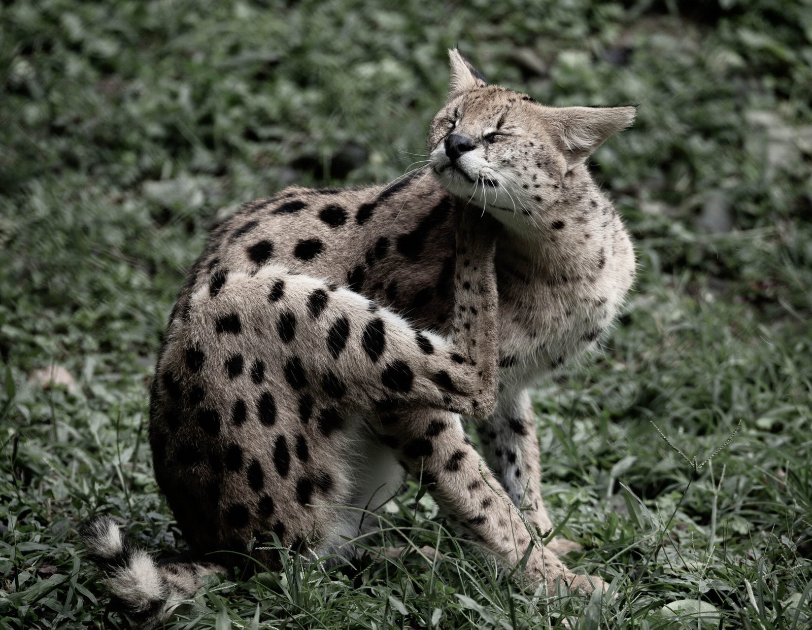 The Mystery of the Marbled Cat (image credits: wikimedia)