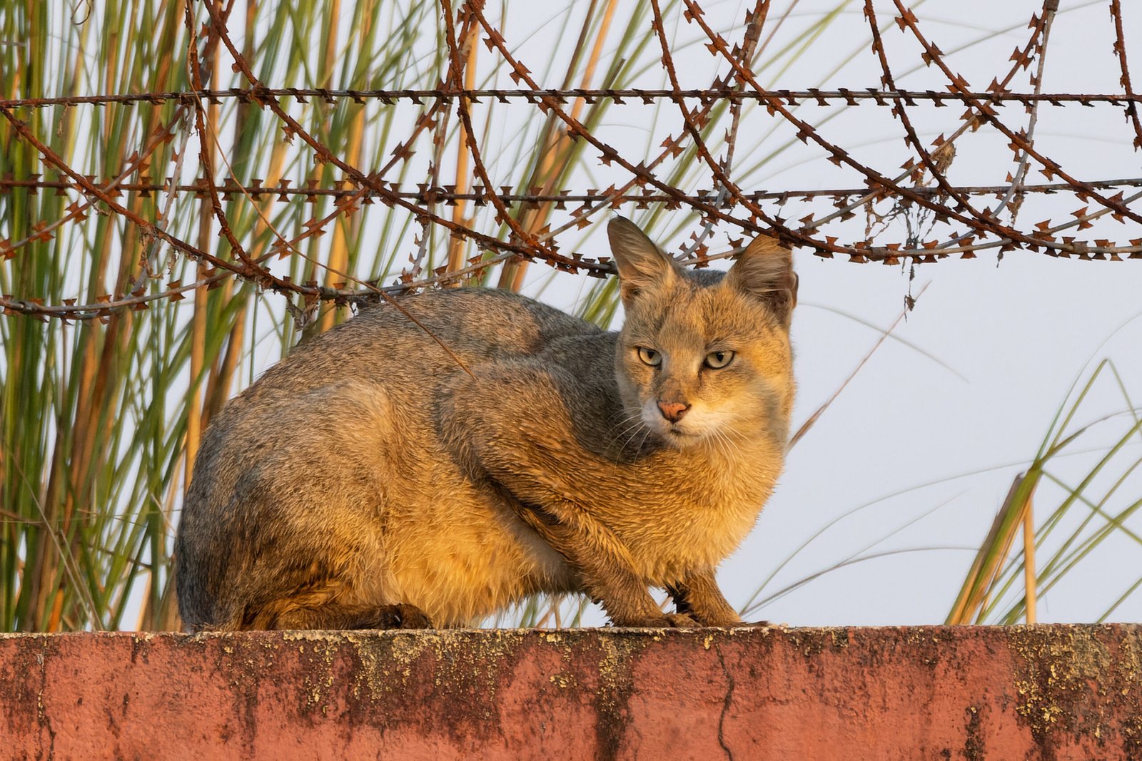 The Enigma of the Jungle Cat (image credits: wikimedia)