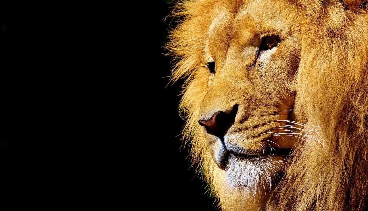 The Solitude of the African Golden Cat (image credits: pixabay)