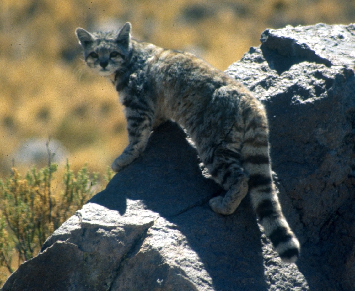 The Solitude of the Andean Mountain Cat (image credits: wikimedia)