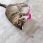 How to Teach Your Cat to Be More Independent