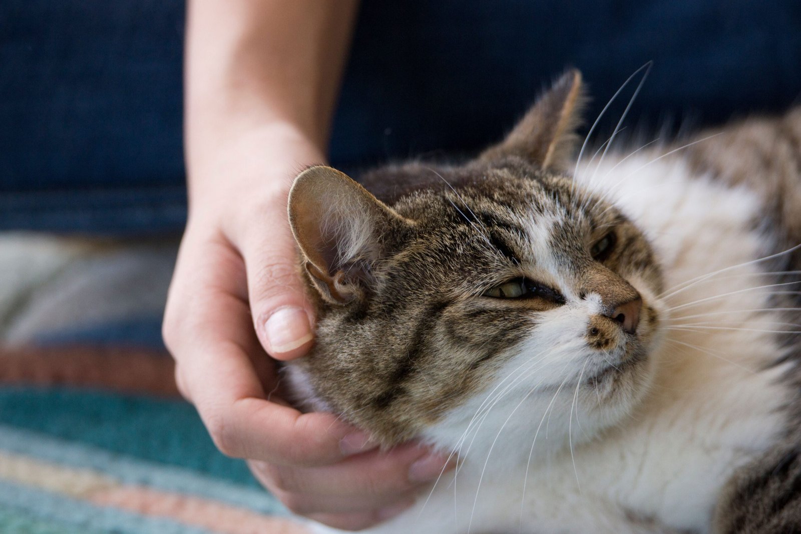 Communicating Through Touch (image credits: wikimedia)