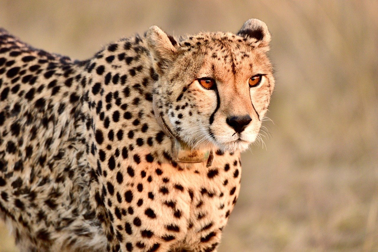 Cheetah: The Intense Golden Eyes (image credits: pixabay)