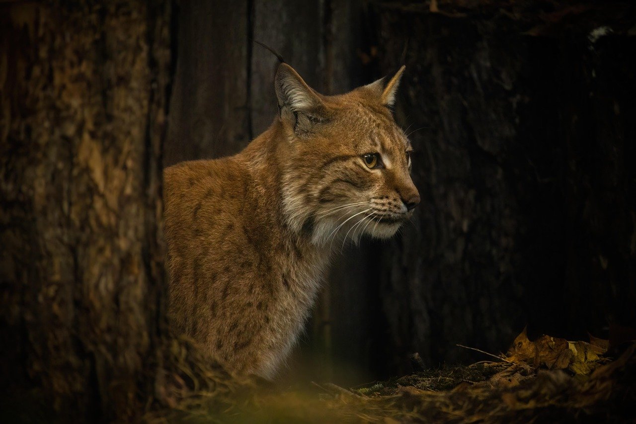 Lynx: The Alluring Golden Eyes (image credits: pixabay)