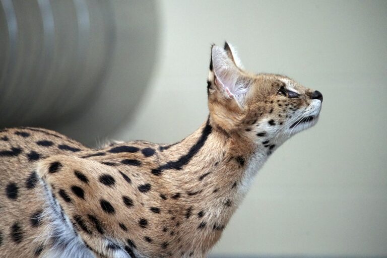 10 Big Cats That Have the Most Striking Eye Colors