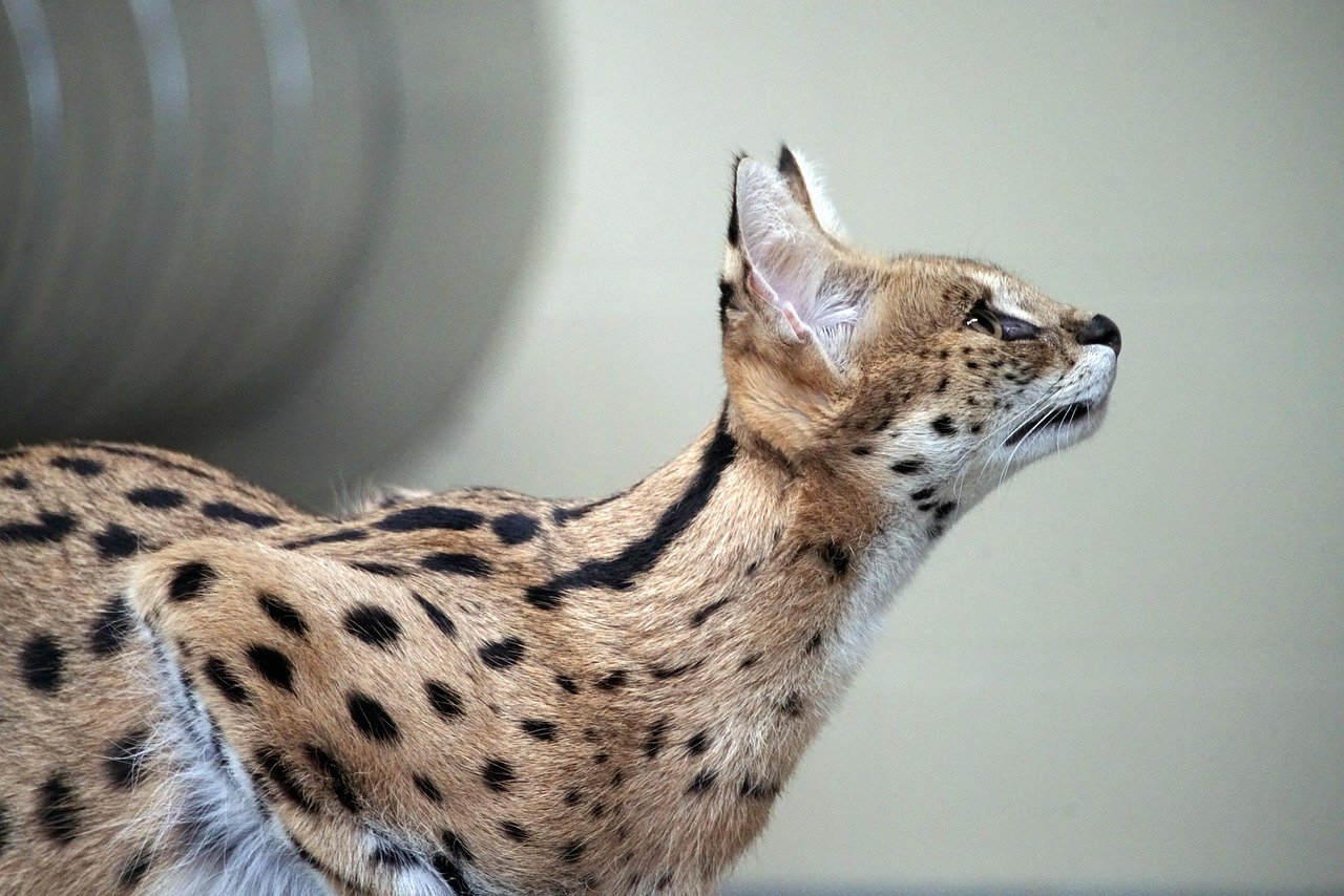 10 Big Cats That Have the Most Striking Eye Colors