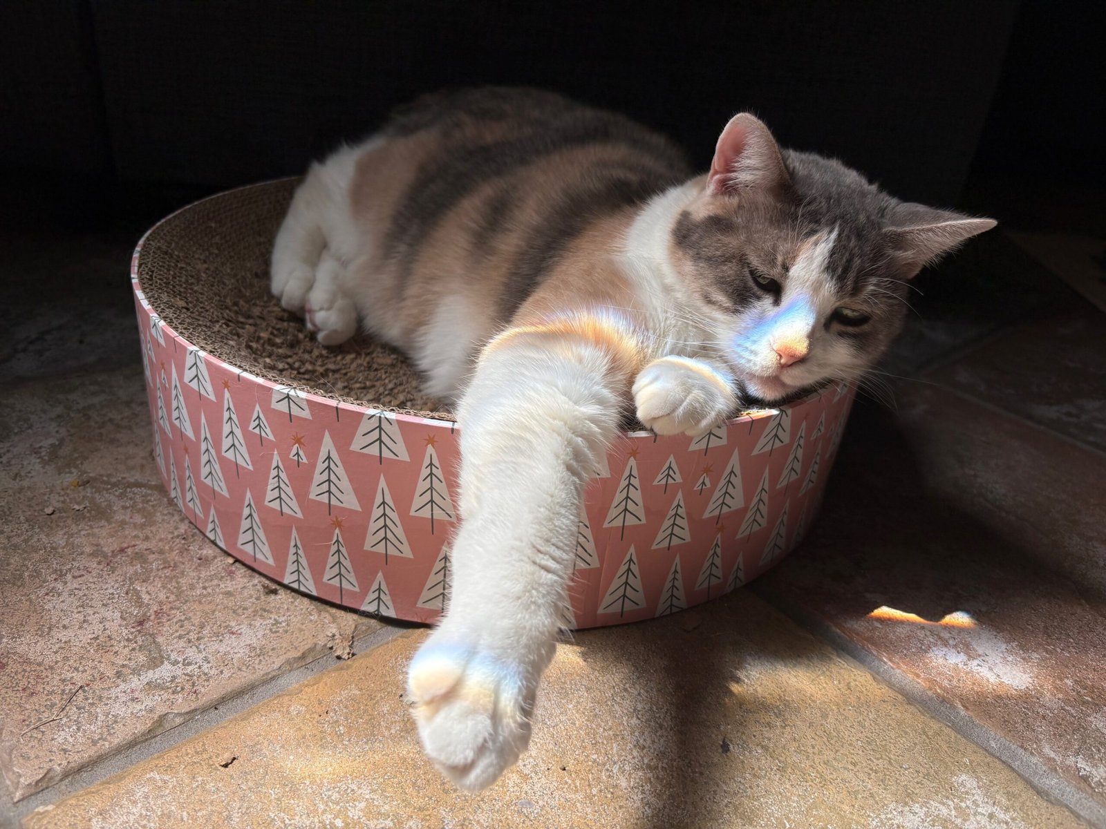 Understanding Cat Behavior (image credits: wikimedia)