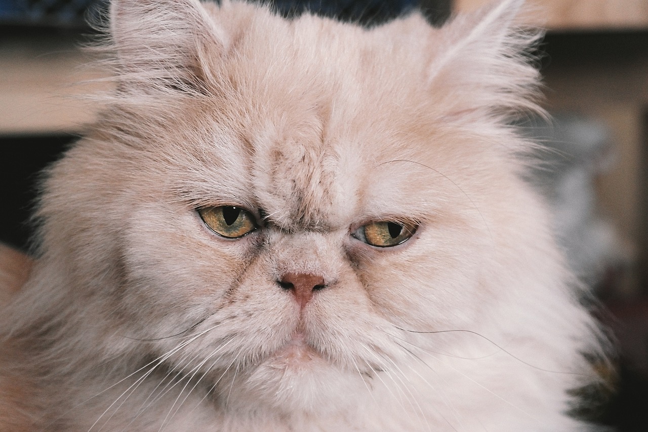 Persian: The Regal Relaxer (image credits: pixabay)