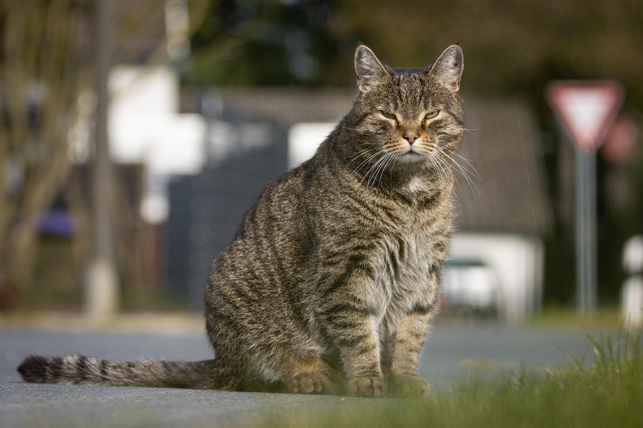 Cats and Their Mysterious Nighttime Energy (image credits: pixabay)