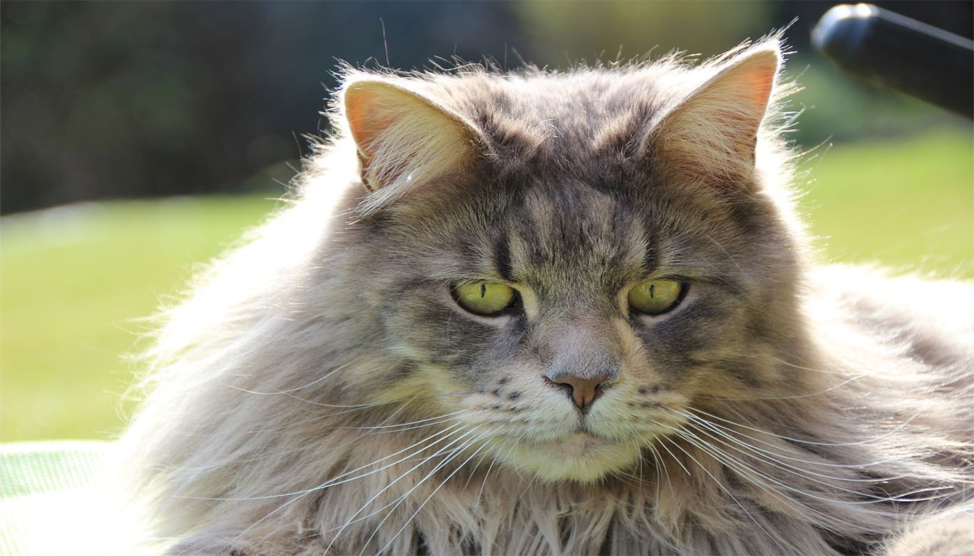 Understanding Individual Cat Personalities (image credits: wikimedia)