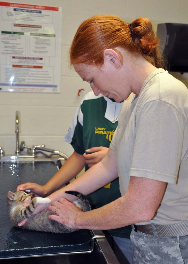 The Role of a Veterinarian in Caring for Your Emotional Support Cat (image credits: wikimedia)