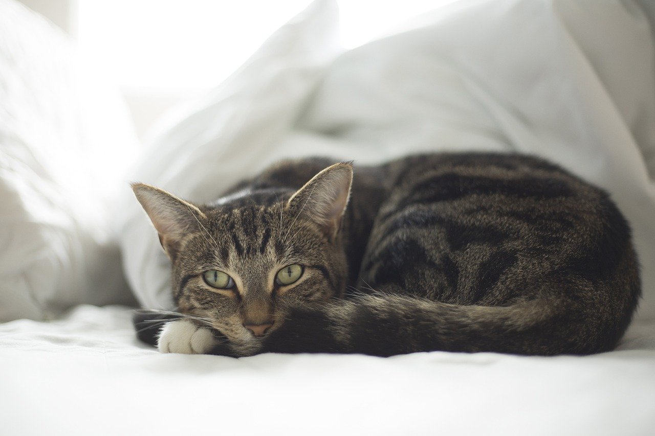 Creating a Safe and Comfortable Environment for Your Cat (image credits: pixabay)