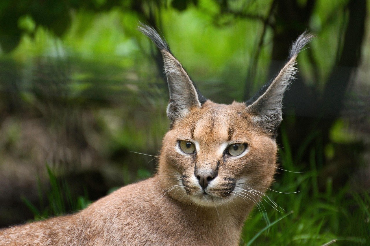 Caracals: The High Jumpers (image credits: pixabay)