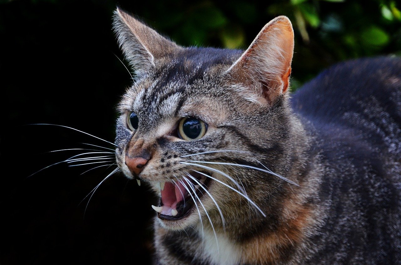 Handling Aggression Stemming from Jealousy (image credits: pixabay)