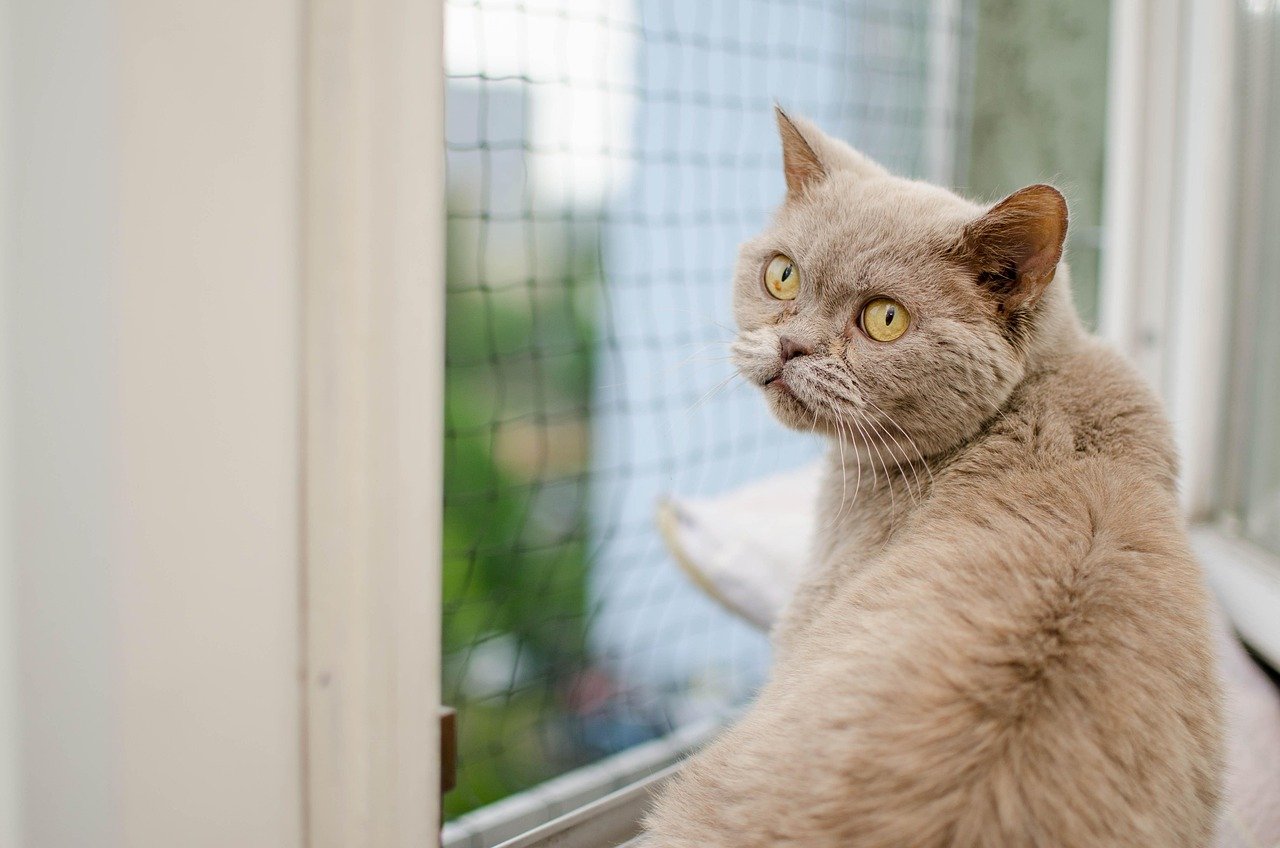 Creating Safe Spaces for Each Cat (image credits: pixabay)