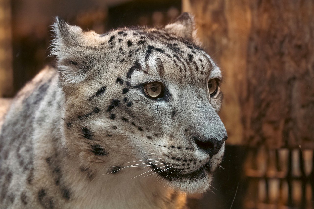 Snow Leopards: High-Altitude Courtship (image credits: pixabay)
