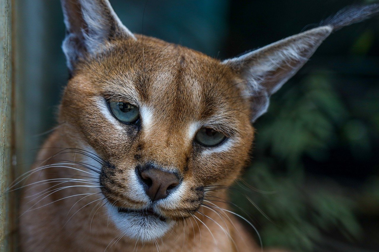 Caracals: Desert Dance of Romance (image credits: pixabay)