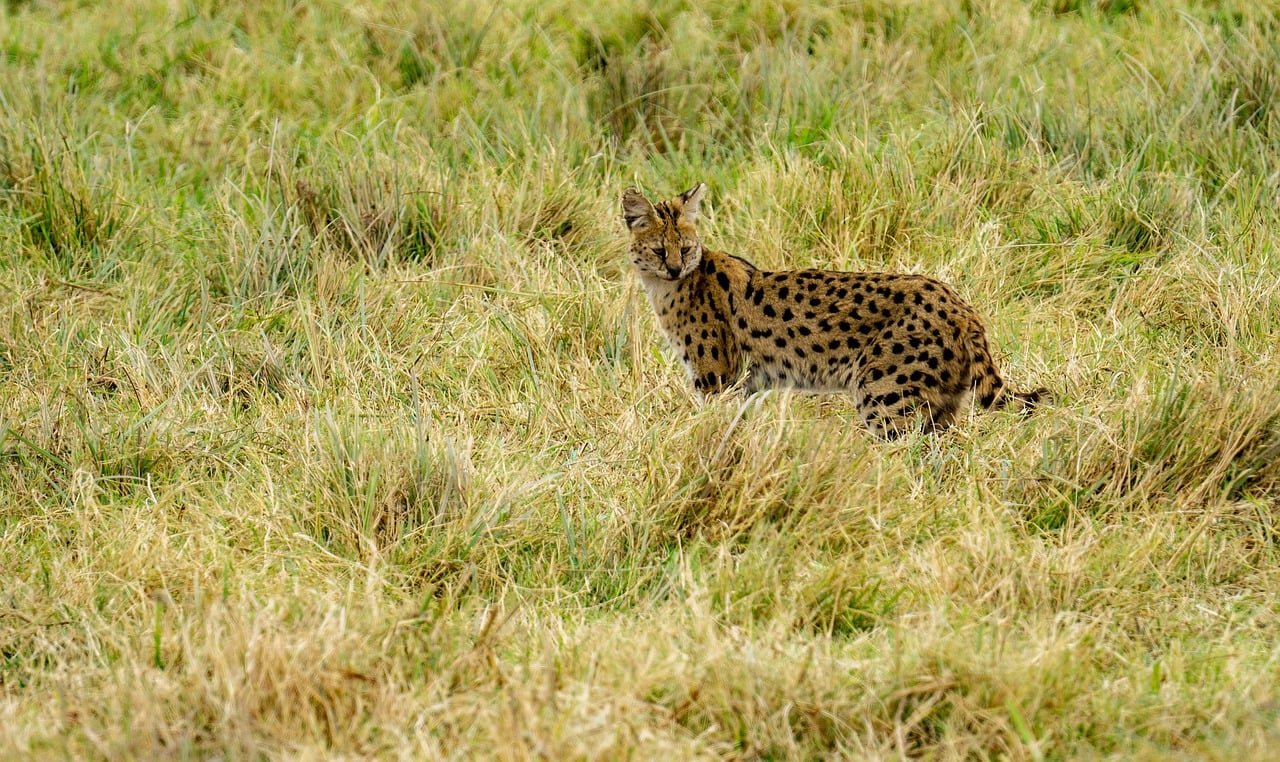 Servals: Serenades in the Savannah (image credits: pixabay)