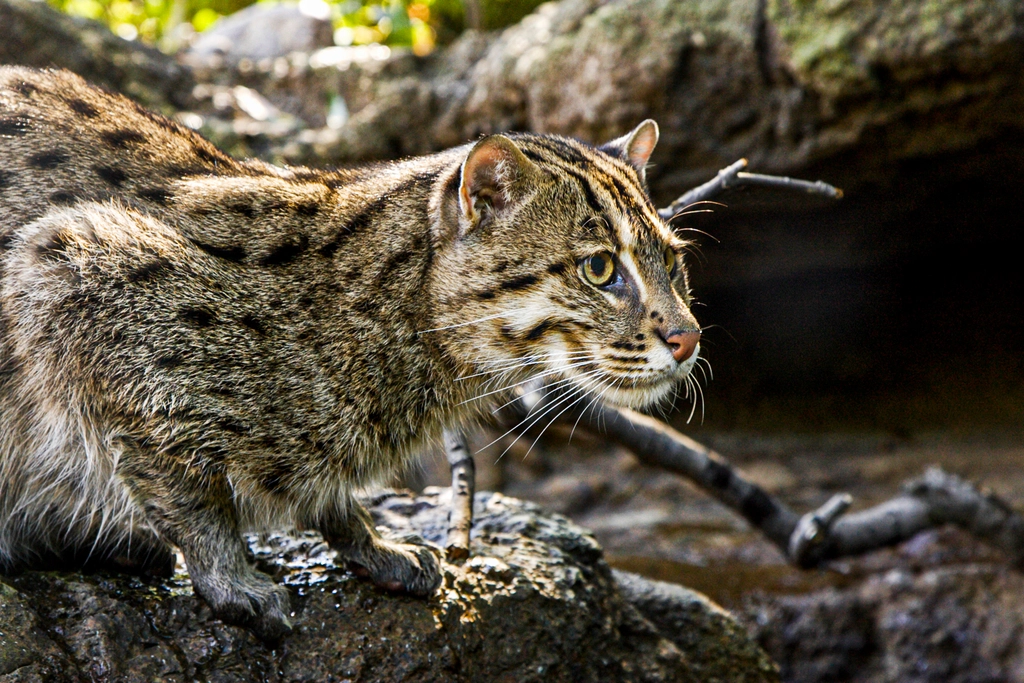 Fishing Cats: Aquatic Courtship in the Wetlands (image credits: rawpixel)