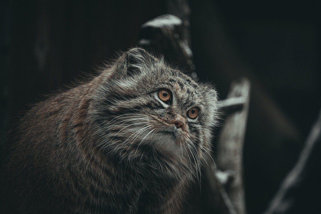 Pallas's Cats: Stealthy Seduction in the Steppes (image credits: pixabay)