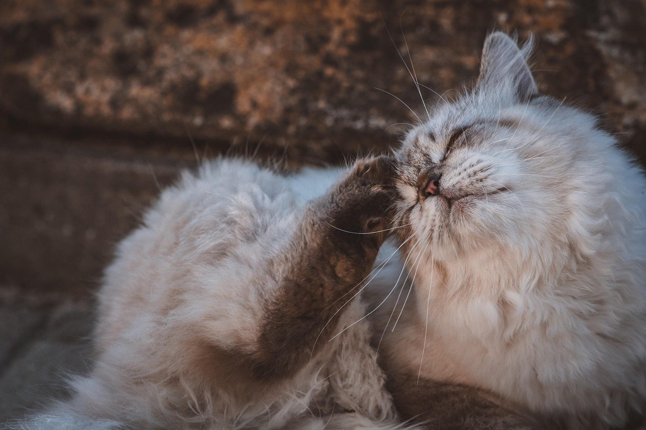 Behind the Ears (image credits: pixabay)