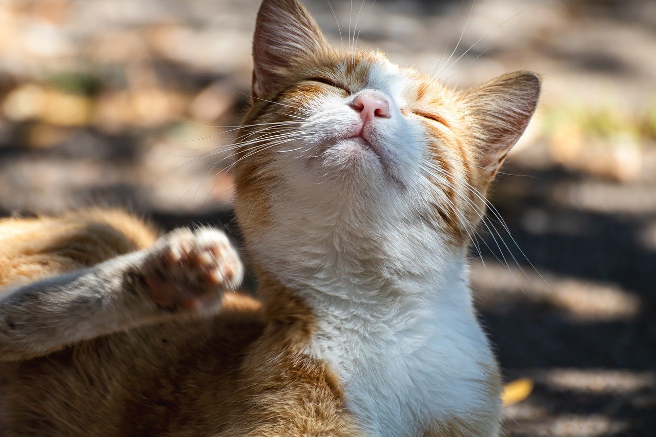 Under the Chin (image credits: pixabay)