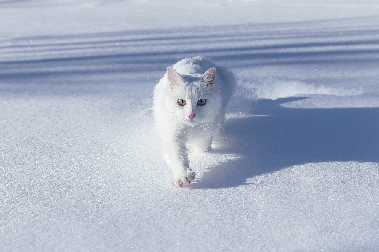 Turkish Van: The Swimming Sensation (image credits: pixabay)