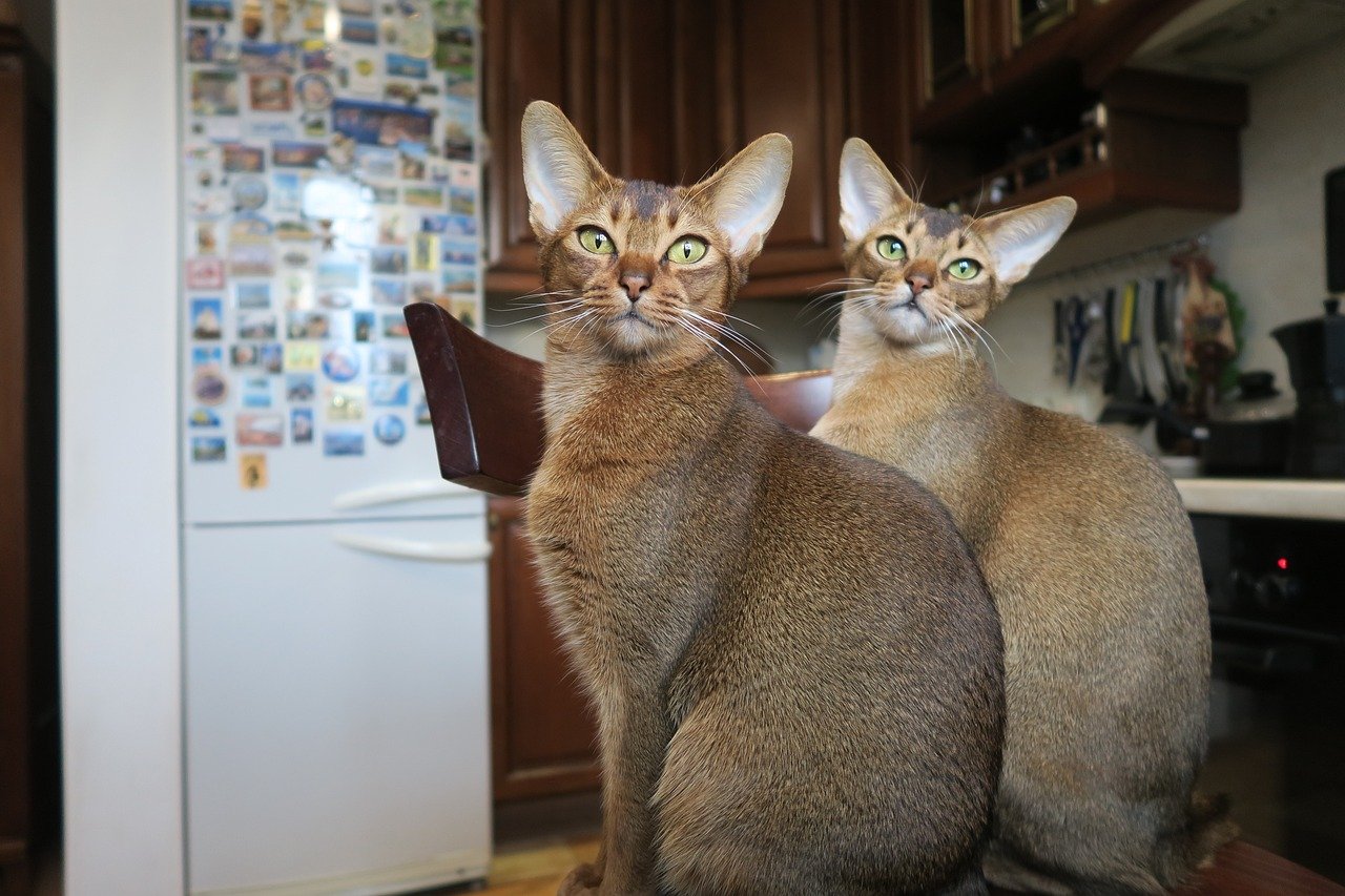 Abyssinian: The Adventurous Explorer (image credits: pixabay)