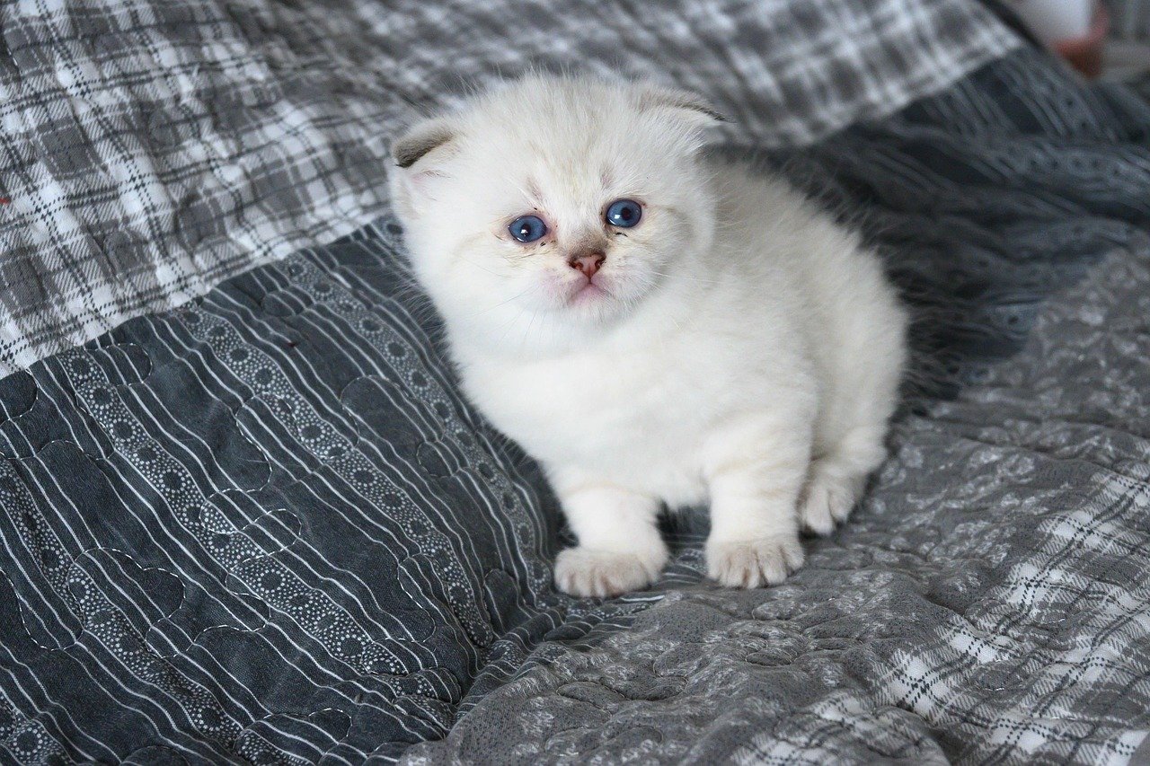 Scottish Fold: The Curious Observer (image credits: pixabay)