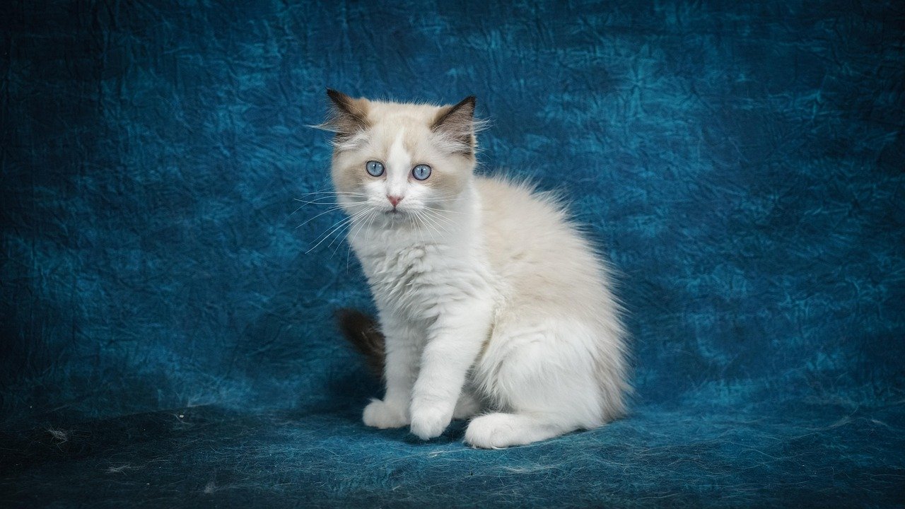 Ragdoll: The Relaxed Companion (image credits: pixabay)