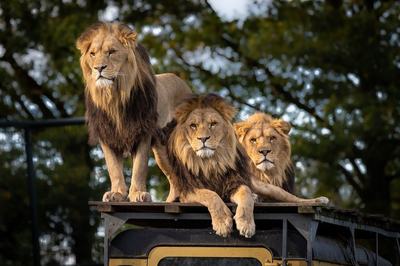 Lions: The Masters of Teamwork (image credits: pixabay)