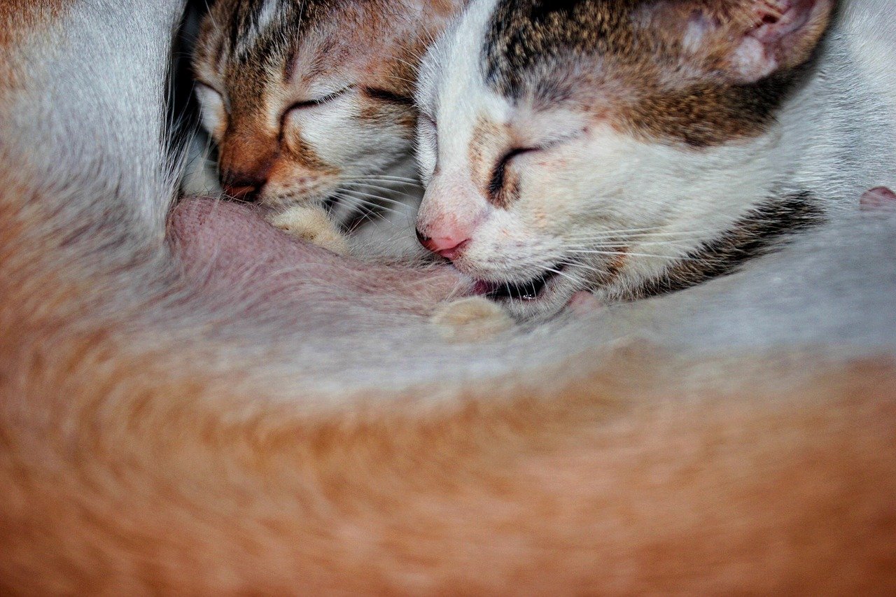 Understanding Your Cat’s Natural Instincts (image credits: pixabay)