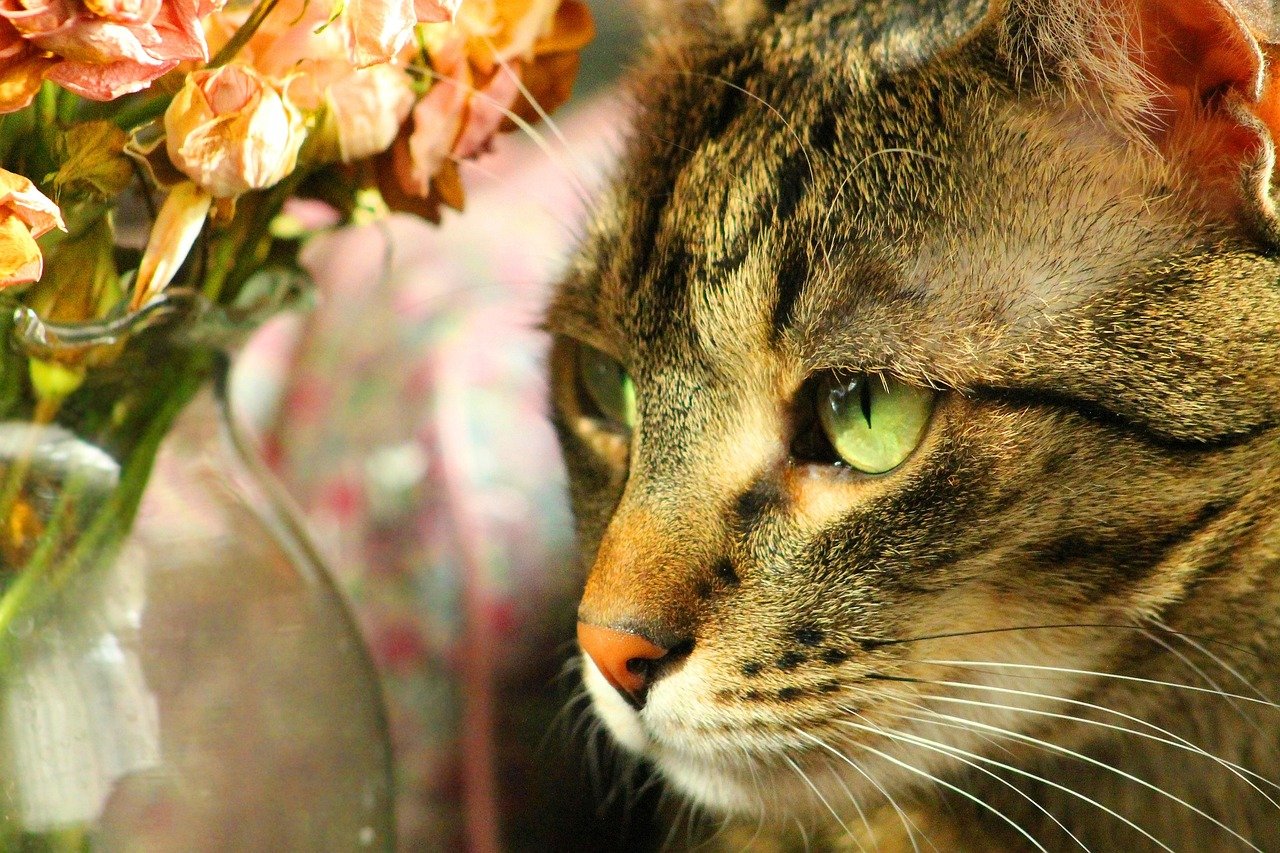 Stimulating Their Sense of Smell (image credits: pixabay)