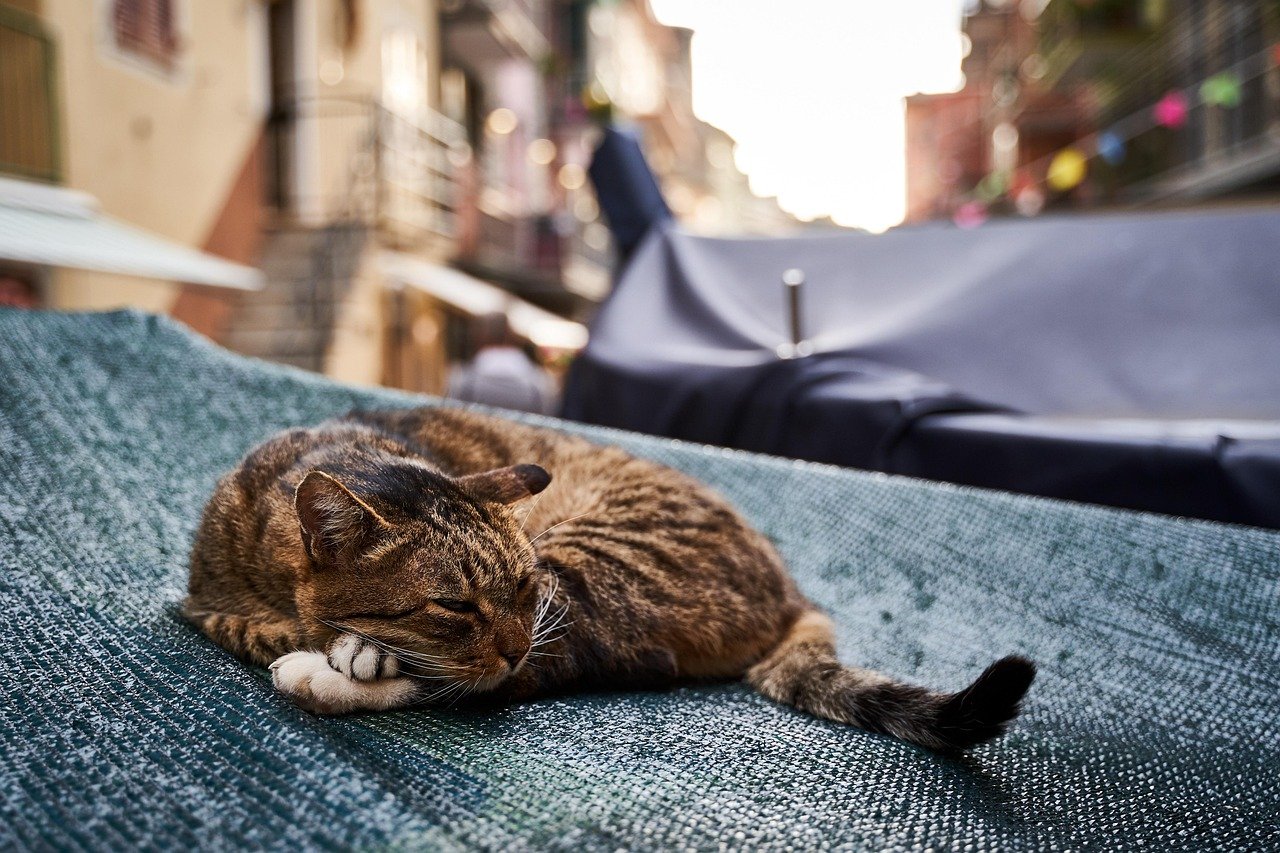 Reaction to Household Changes (image credits: pixabay)