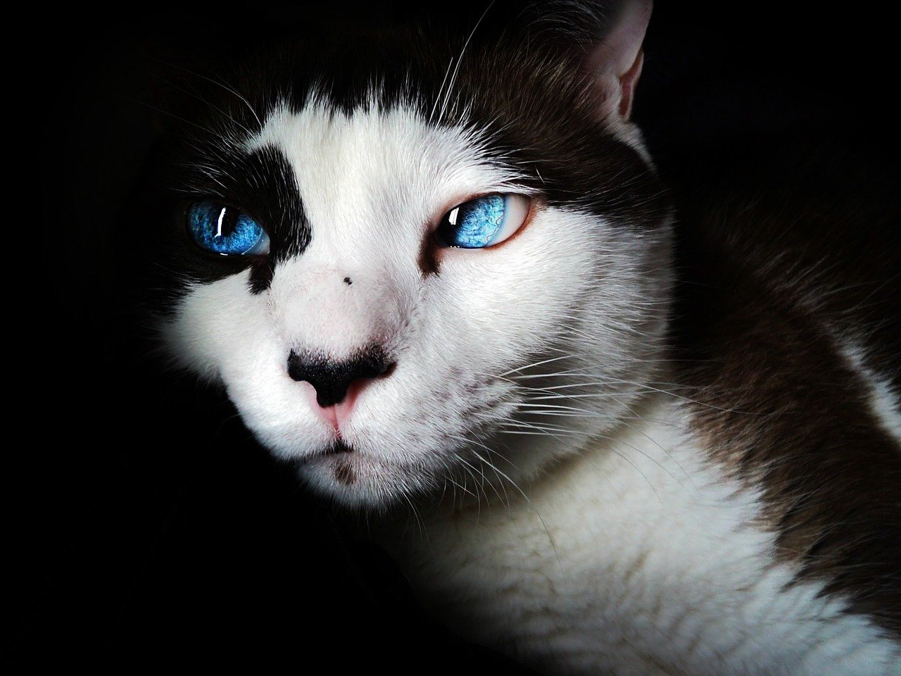 Individual Personality (image credits: pixabay)