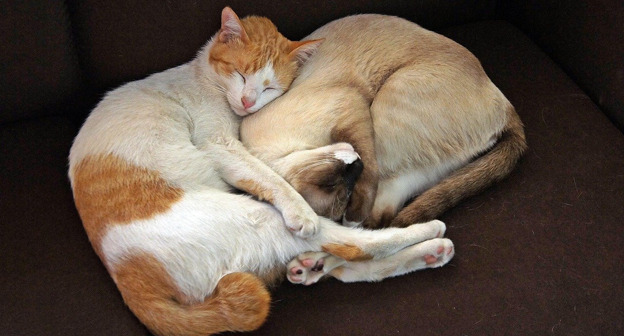Sleeping Together (image credits: pixabay)