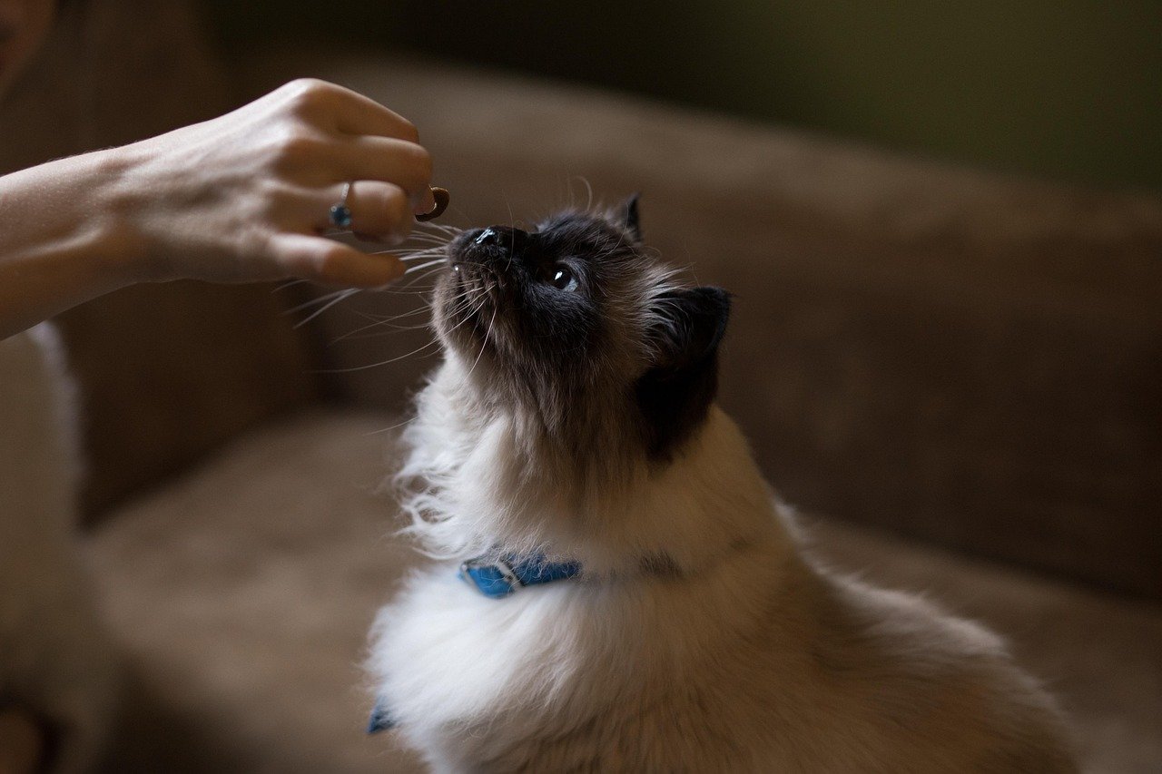 Understanding a Cat's Natural Eating Habits (image credits: pixabay)