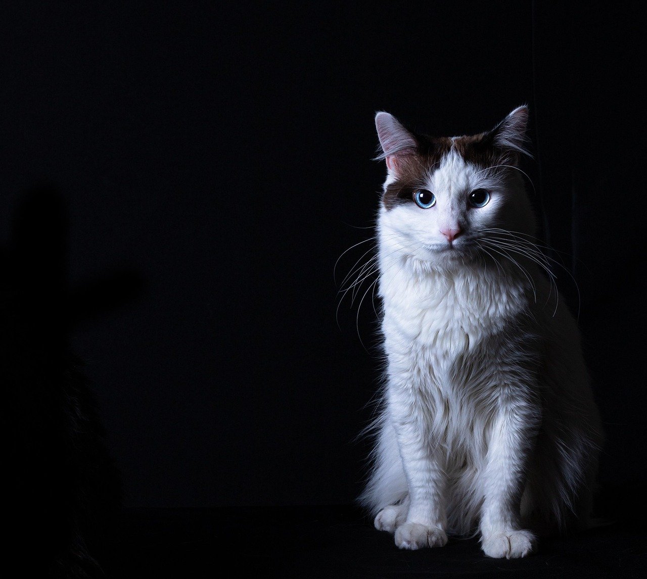 Visual Perception: Seeing in the Dark (image credits: pixabay)