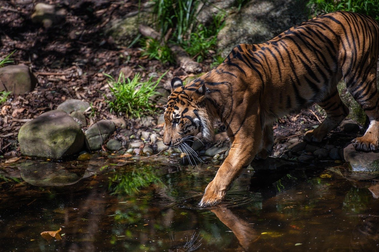 The Role of Apex Predators (image credits: pixabay)