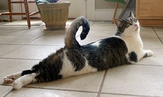 5. The Tail Quiver (image credits: wikimedia)