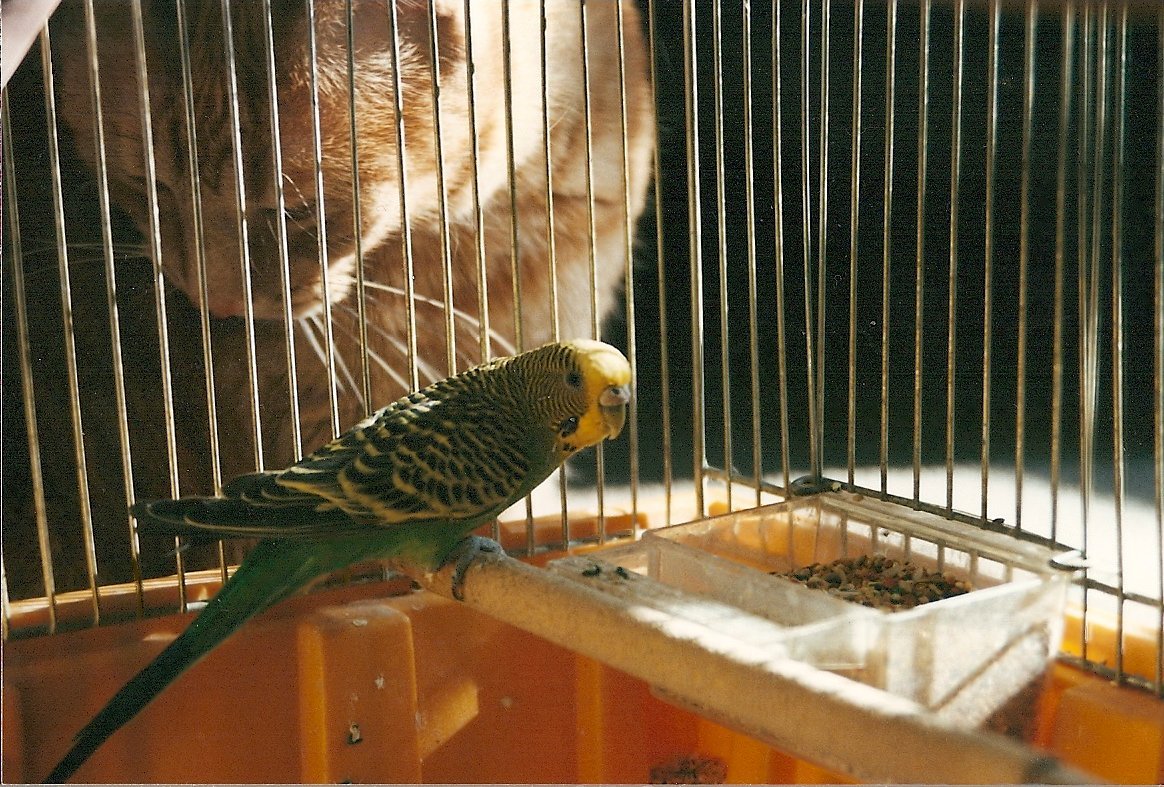 7. Chattering at Birds (image credits: wikimedia)