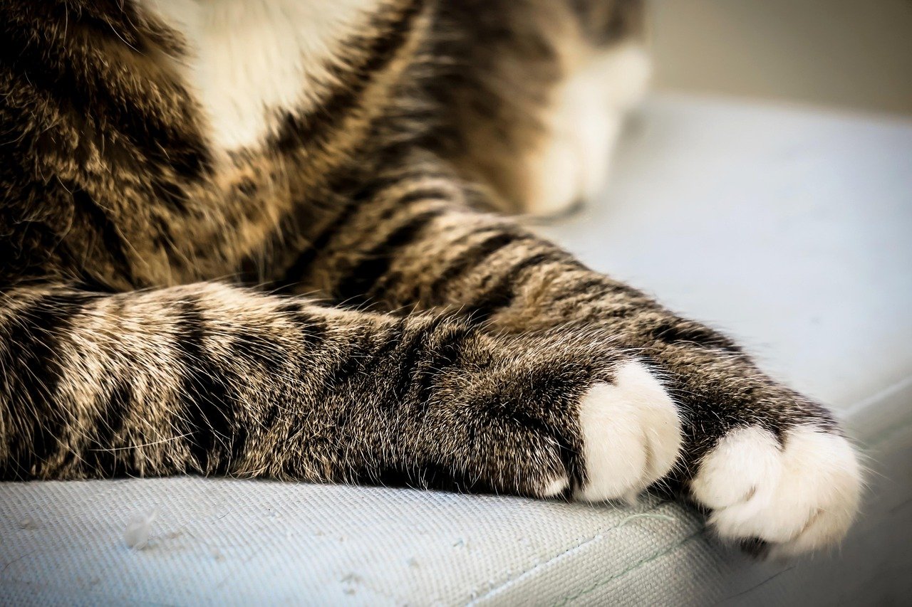 9. Rubbing Against Your Legs (image credits: pixabay)