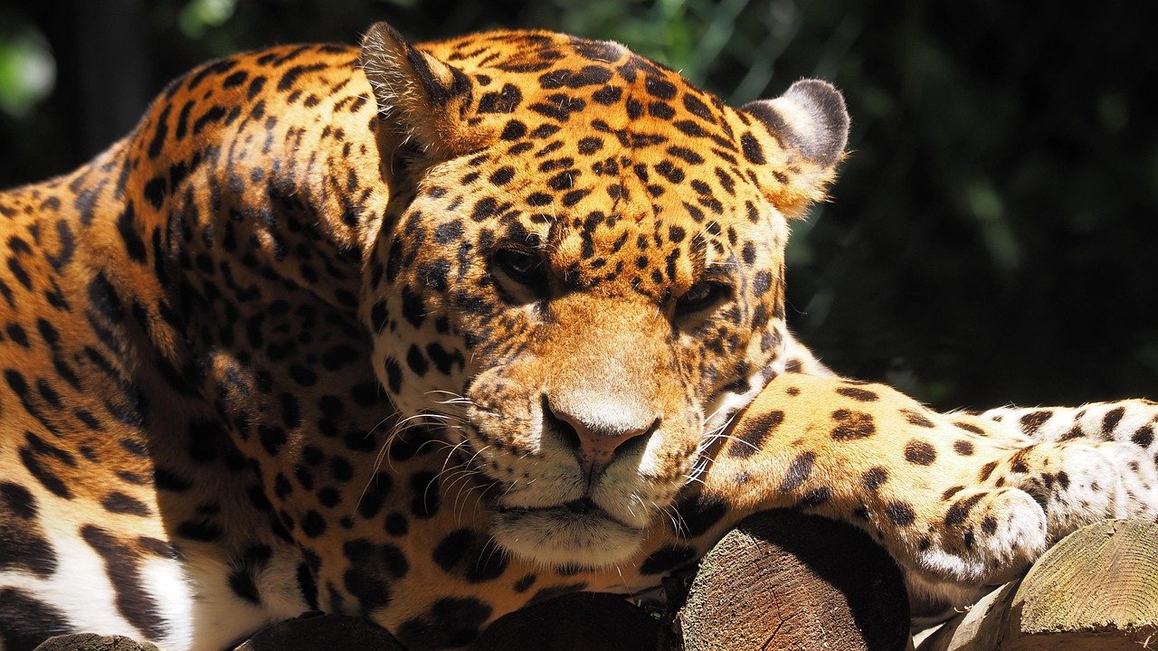 Jaguar: The Water-Loving Guardian (image credits: pixabay)