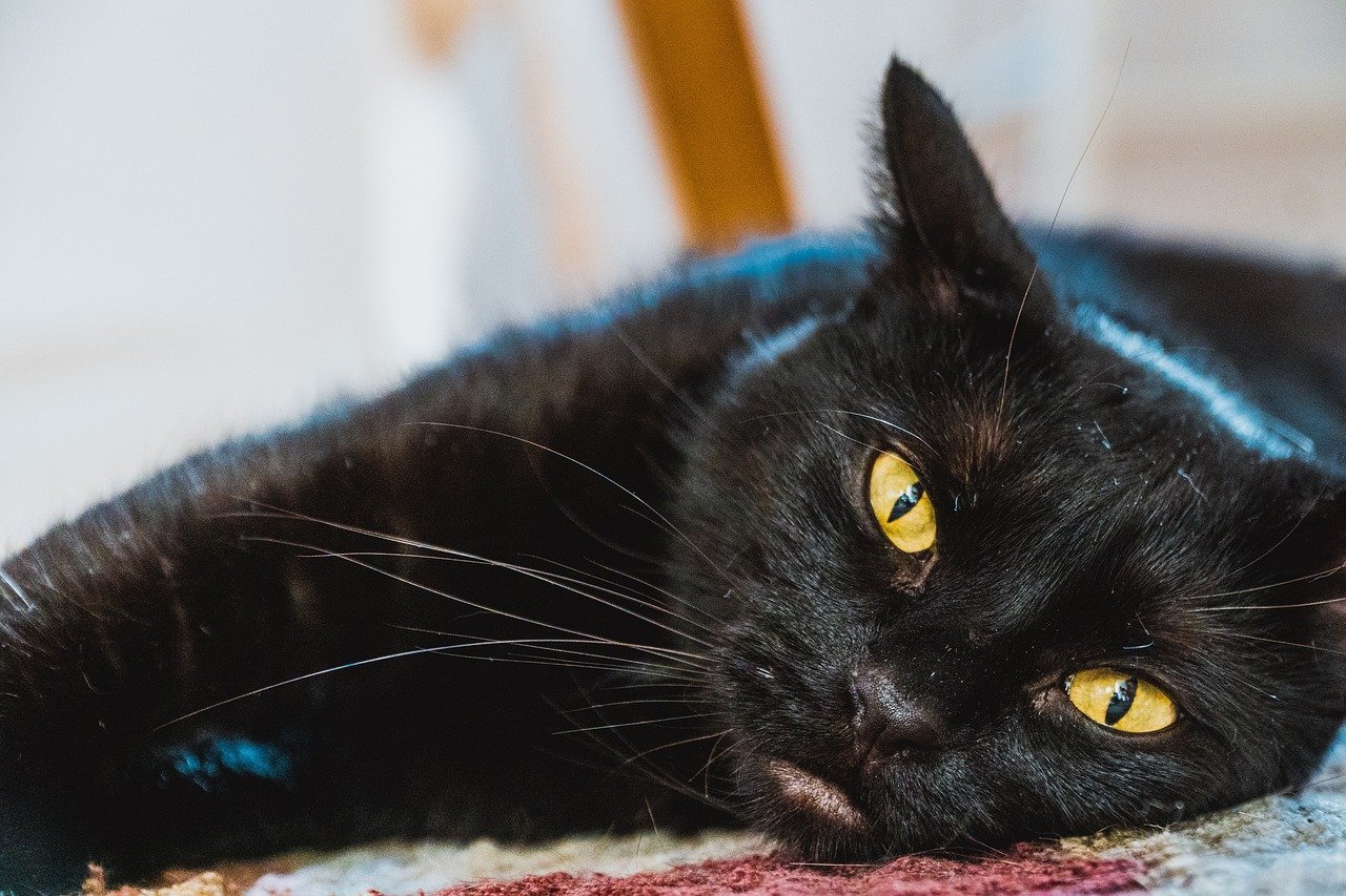 Adapting to Your Cat's Changing Needs (image credits: pixabay)