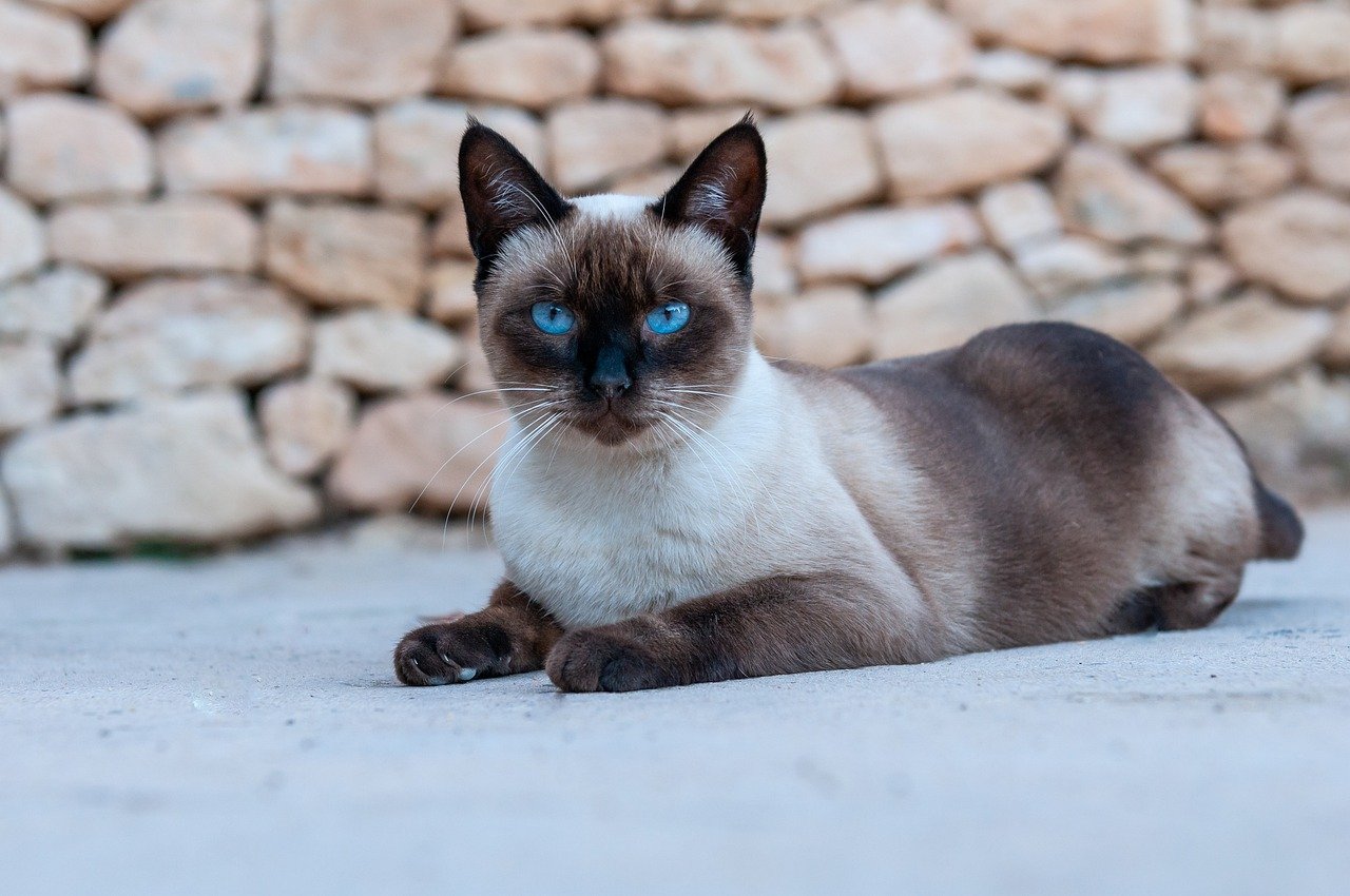 The Independent Siamese (image credits: pixabay)