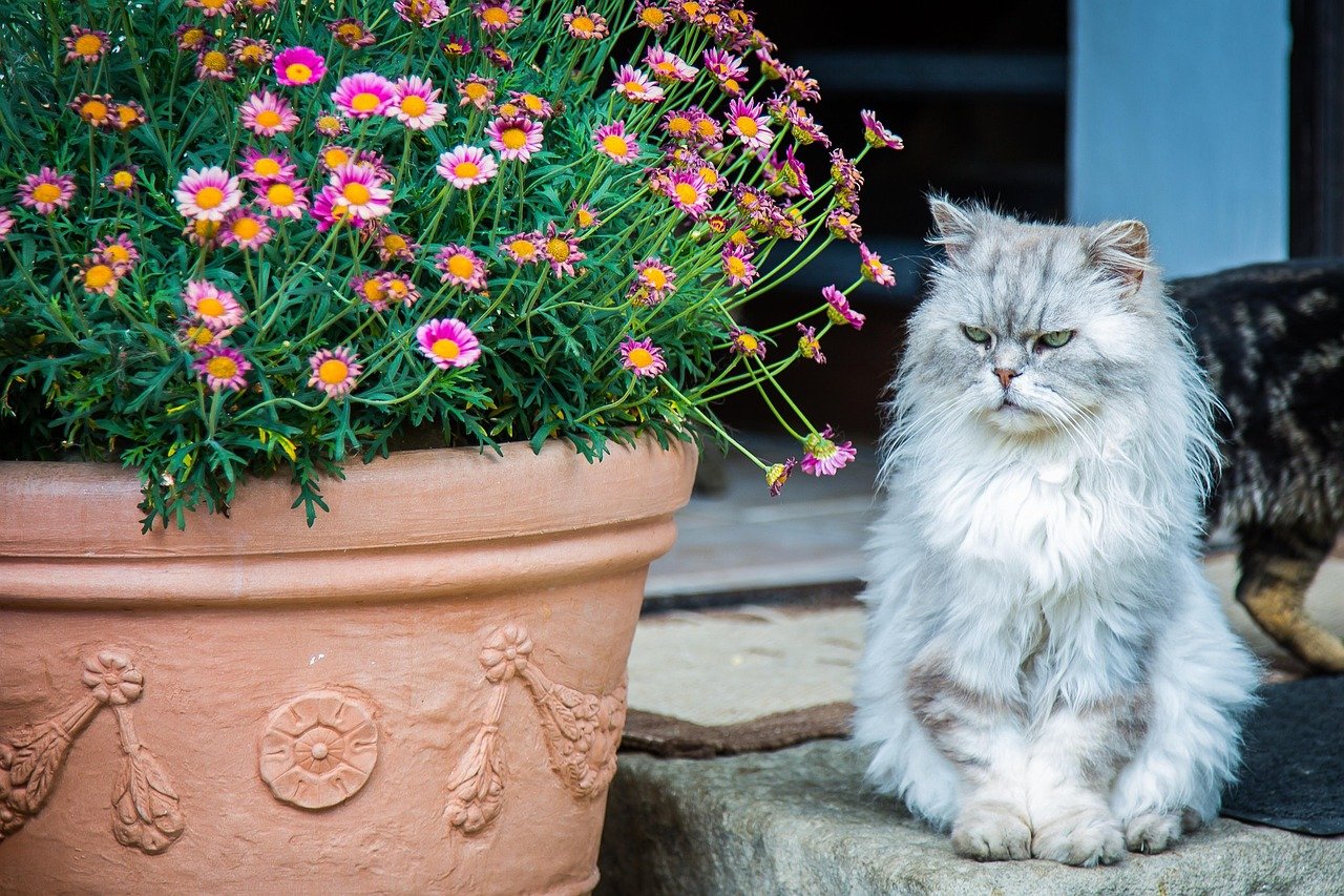 The Sensitive Persian (image credits: pixabay)