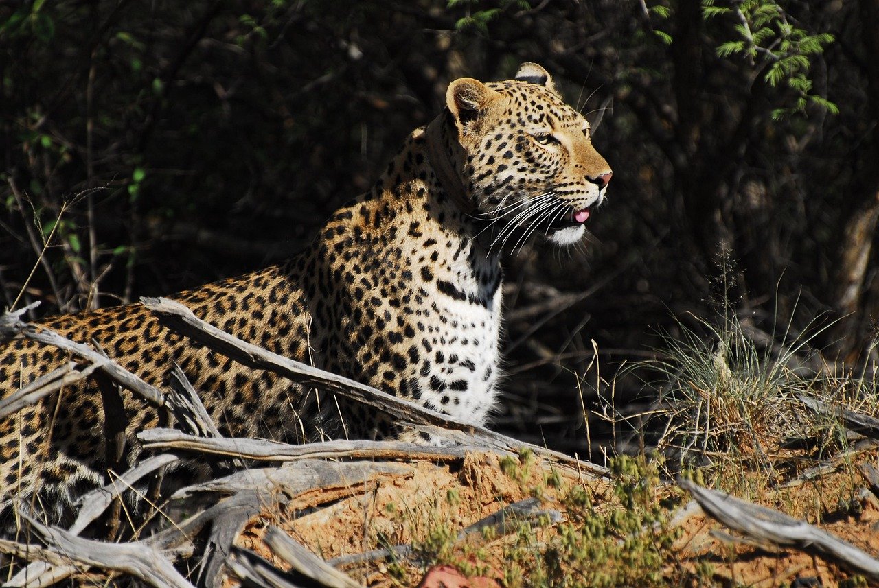 The Role of Big Cats in Ecosystems (image credits: pixabay)