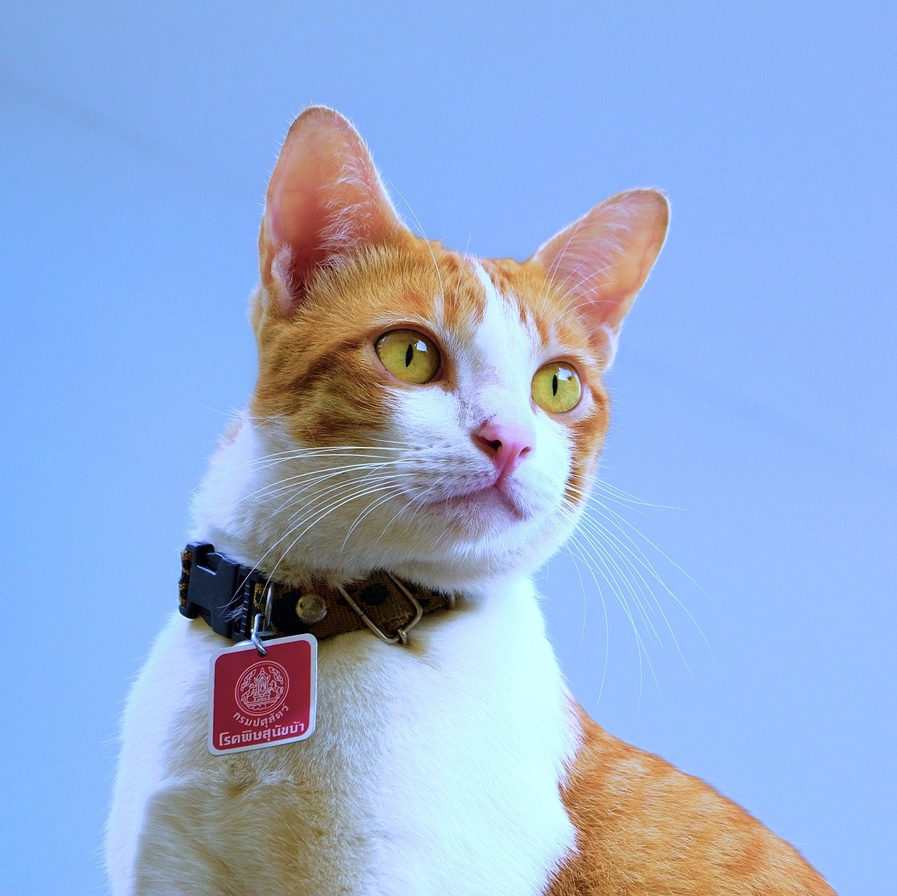 Smart Collars: The Next Generation (image credits: pixabay)